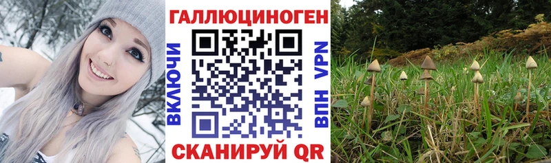 omg зеркало  магазин    Якутск  Псилоцибиновые грибы Psilocybine cubensis 
